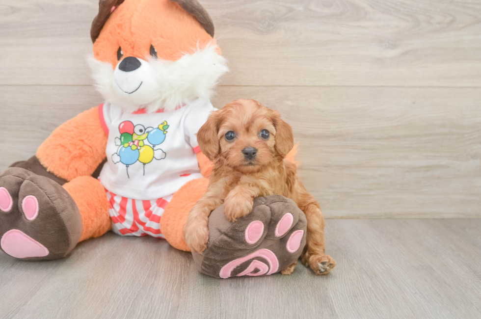 5 week old Cavapoo Puppy For Sale - Puppy Love PR