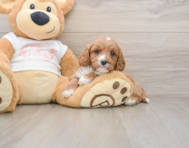 9 week old Cavapoo Puppy For Sale - Puppy Love PR