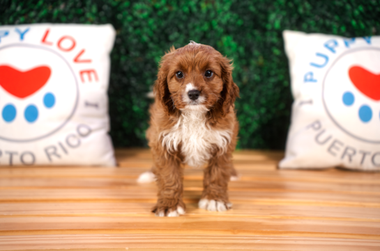 Cute Cavapoo Poodle Mix Pup