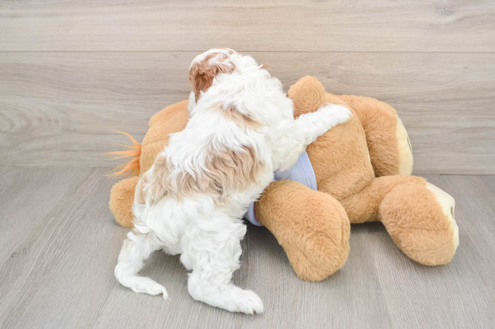 Cavapoo Pup Being Cute