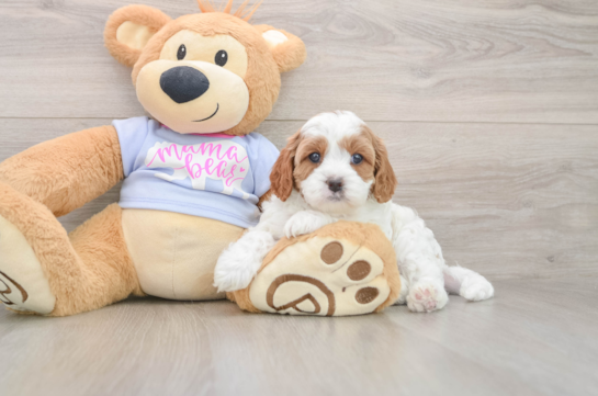 Cavapoo Pup Being Cute