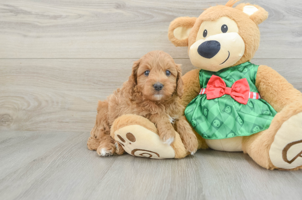 6 week old Cavapoo Puppy For Sale - Puppy Love PR