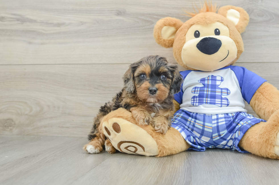 7 week old Cavapoo Puppy For Sale - Puppy Love PR