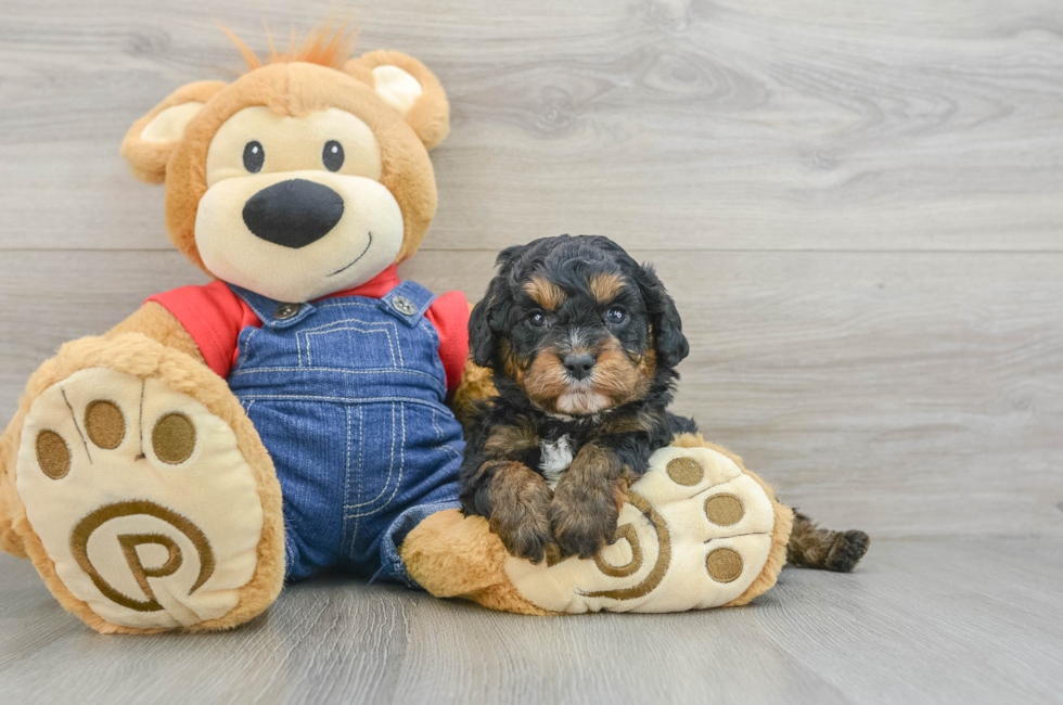 5 week old Cavapoo Puppy For Sale - Puppy Love PR