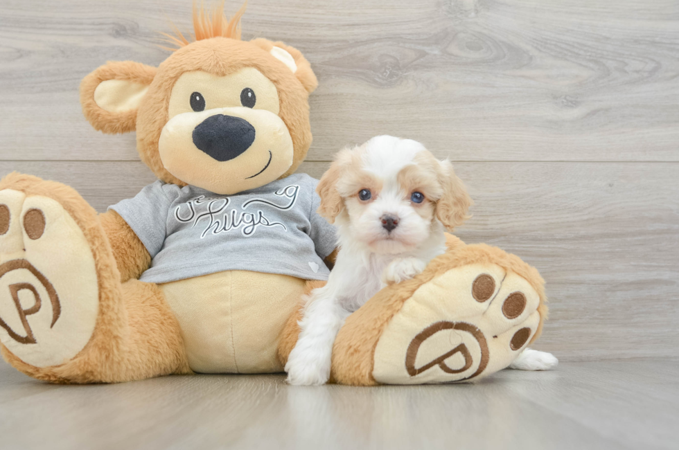 5 week old Cavapoo Puppy For Sale - Puppy Love PR