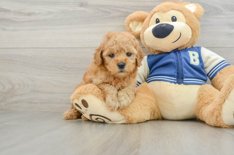 6 week old Cavapoo Puppy For Sale - Puppy Love PR