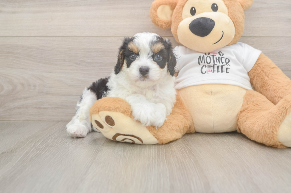 5 week old Cavapoo Puppy For Sale - Puppy Love PR