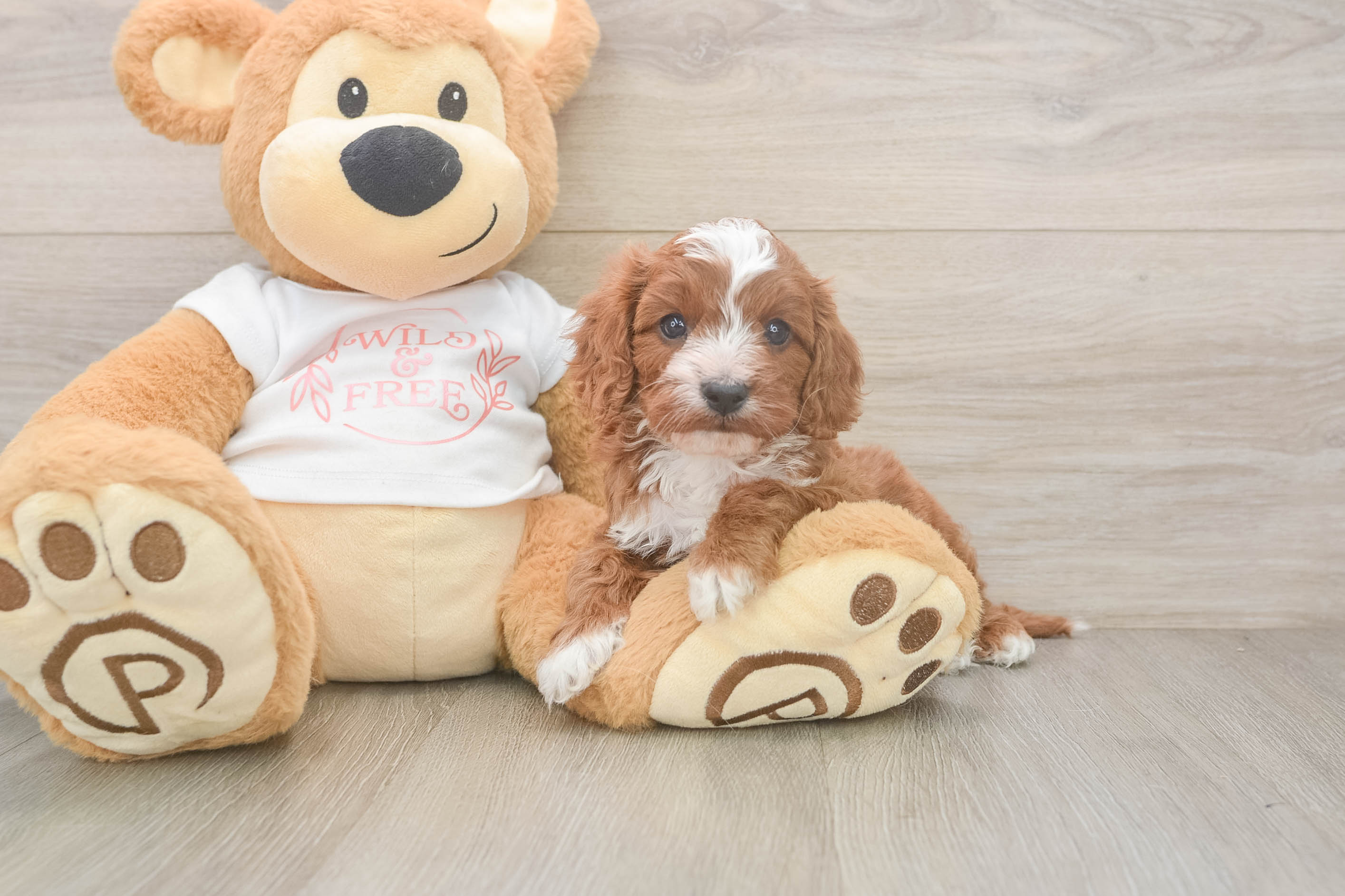 Cavapoo Pup Being Cute