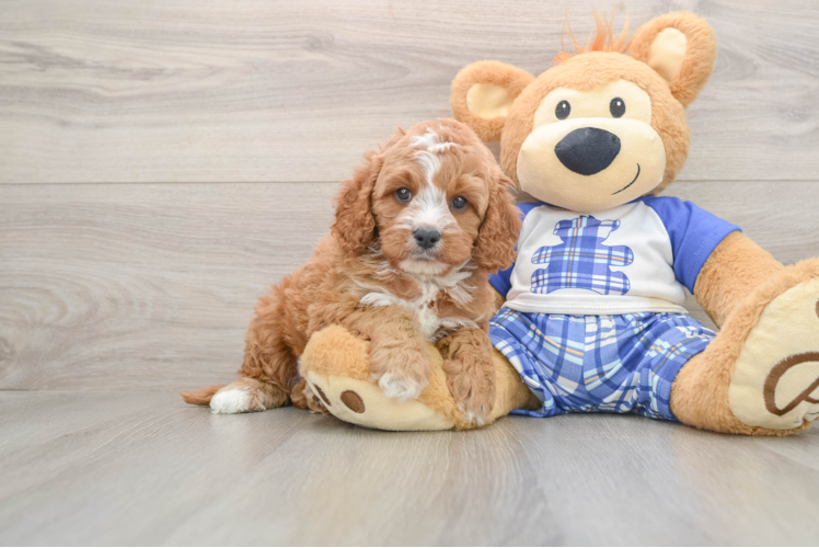Cavapoo Pup Being Cute
