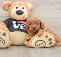 7 week old Cavapoo Puppy For Sale - Puppy Love PR