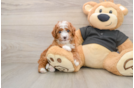 Cavapoo Puppy for Adoption