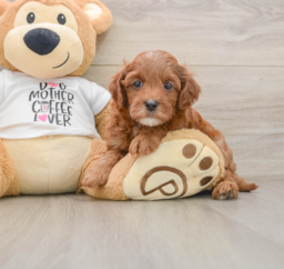7 week old Cavapoo Puppy For Sale - Puppy Love PR