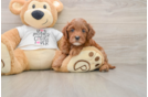 Cavapoo Puppy for Adoption