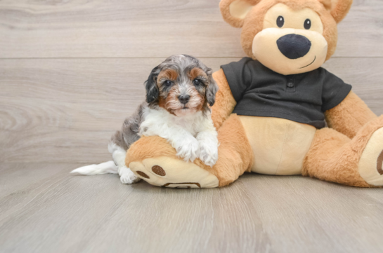 Cavapoo Pup Being Cute