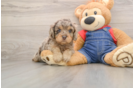 Cavapoo Puppy for Adoption