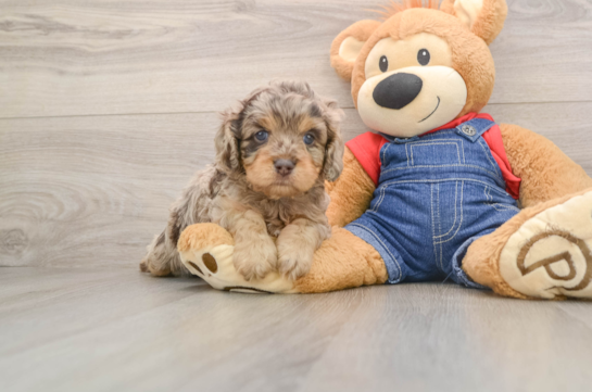 Cavapoo Puppy for Adoption
