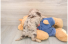 Cavapoo Pup Being Cute