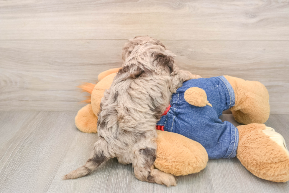 Cavapoo Pup Being Cute
