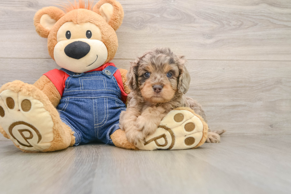Fluffy Cavapoo Poodle Mix Pup