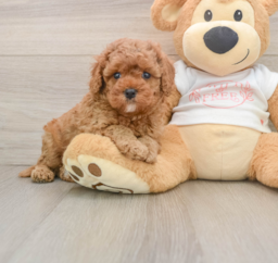 8 week old Cavapoo Puppy For Sale - Puppy Love PR