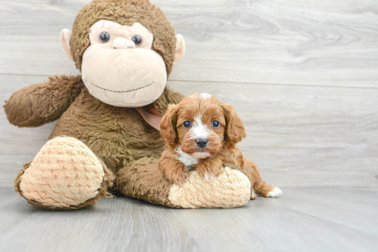 Meet Yoga - our Cavapoo Puppy Photo 1/3 - Puppy Love PR Small Cavapoo Baby