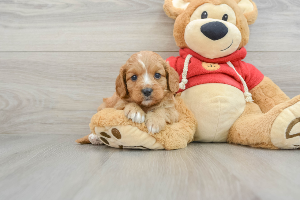 Best Cavapoo Baby