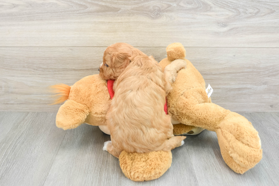 Happy Cavapoo Baby