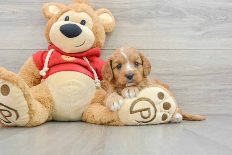 Fluffy Cavapoo Poodle Mix Pup
