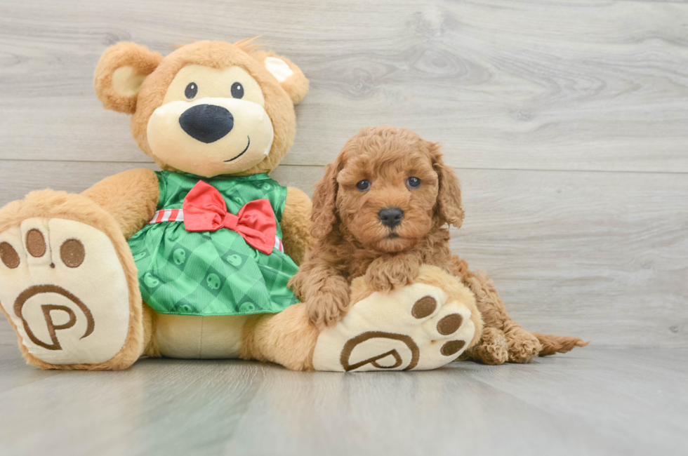 6 week old Cavapoo Puppy For Sale - Puppy Love PR