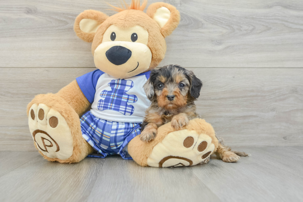 Cavapoo Pup Being Cute