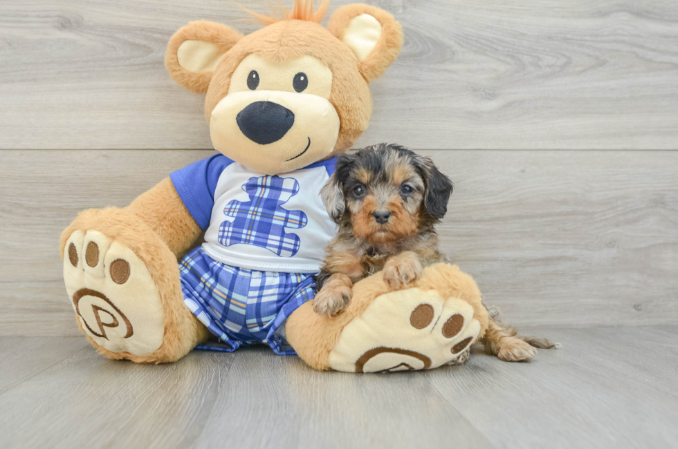 7 week old Cavapoo Puppy For Sale - Puppy Love PR