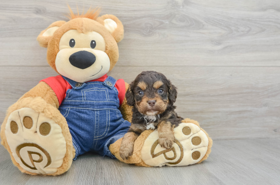 5 week old Cavapoo Puppy For Sale - Puppy Love PR