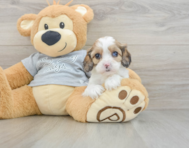 8 week old Cavapoo Puppy For Sale - Puppy Love PR