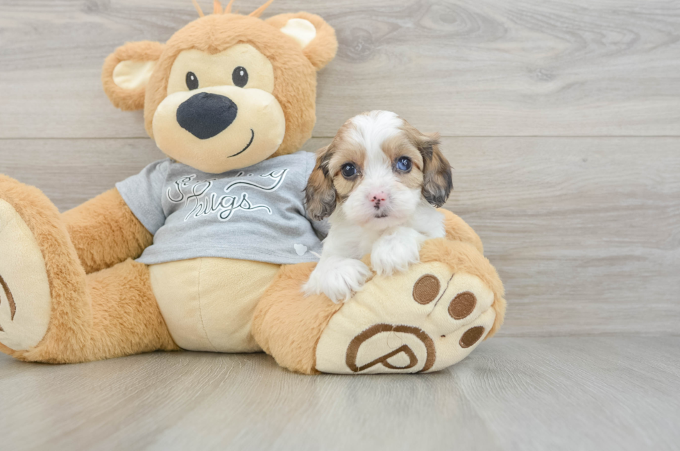 5 week old Cavapoo Puppy For Sale - Puppy Love PR
