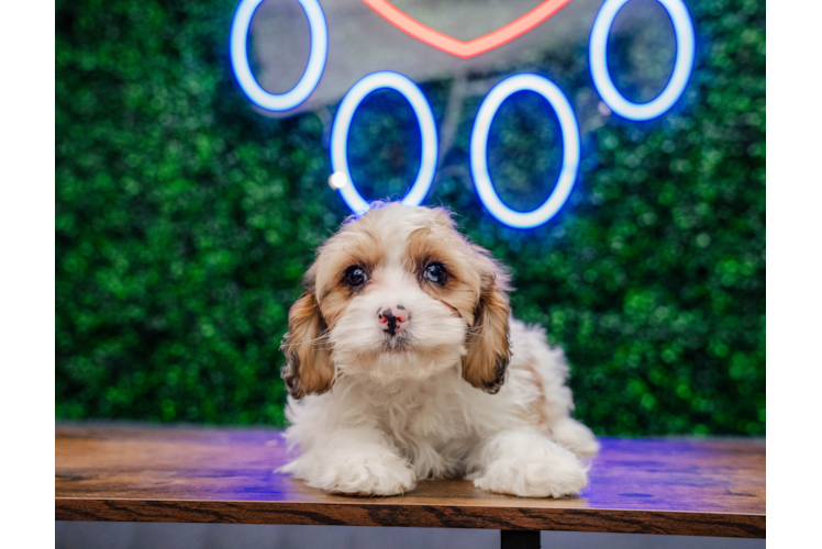 Cavapoo Pup Being Cute