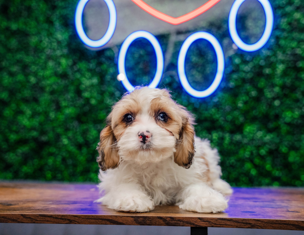 Cavapoo Pup Being Cute