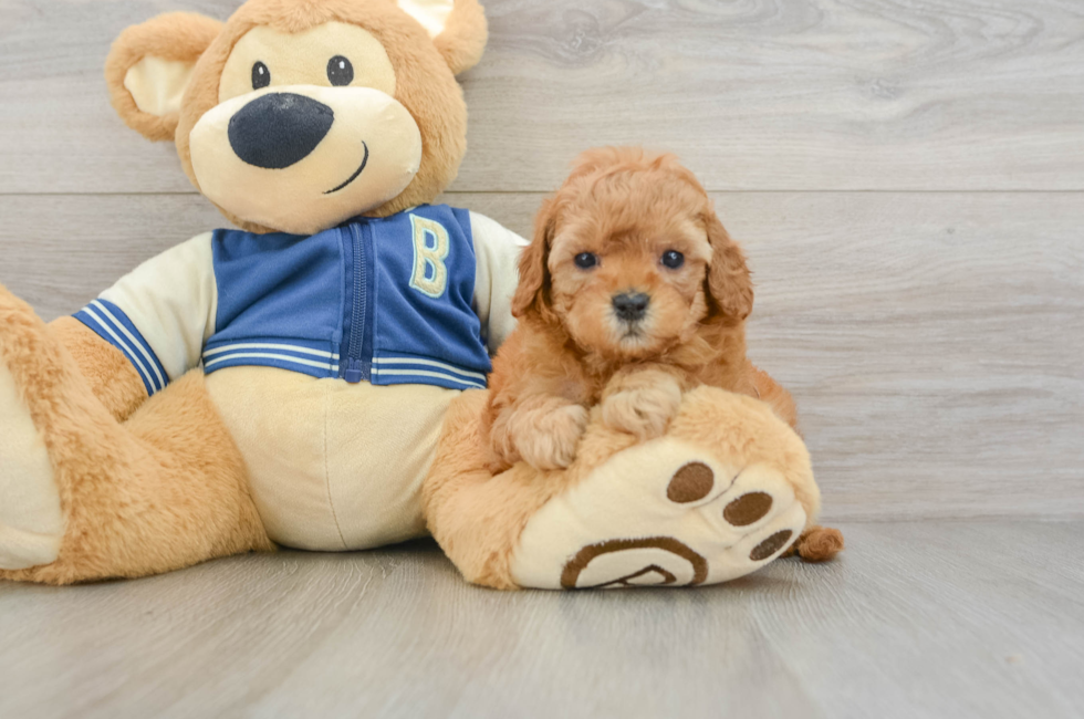 6 week old Cavapoo Puppy For Sale - Puppy Love PR
