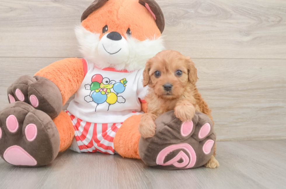5 week old Cavapoo Puppy For Sale - Puppy Love PR