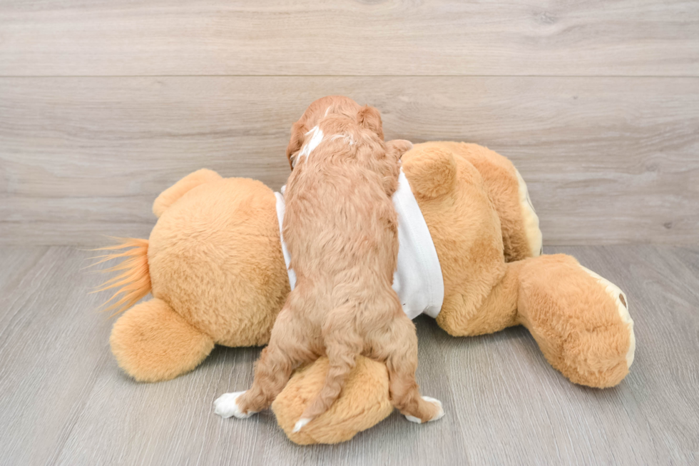 Cavapoo Pup Being Cute