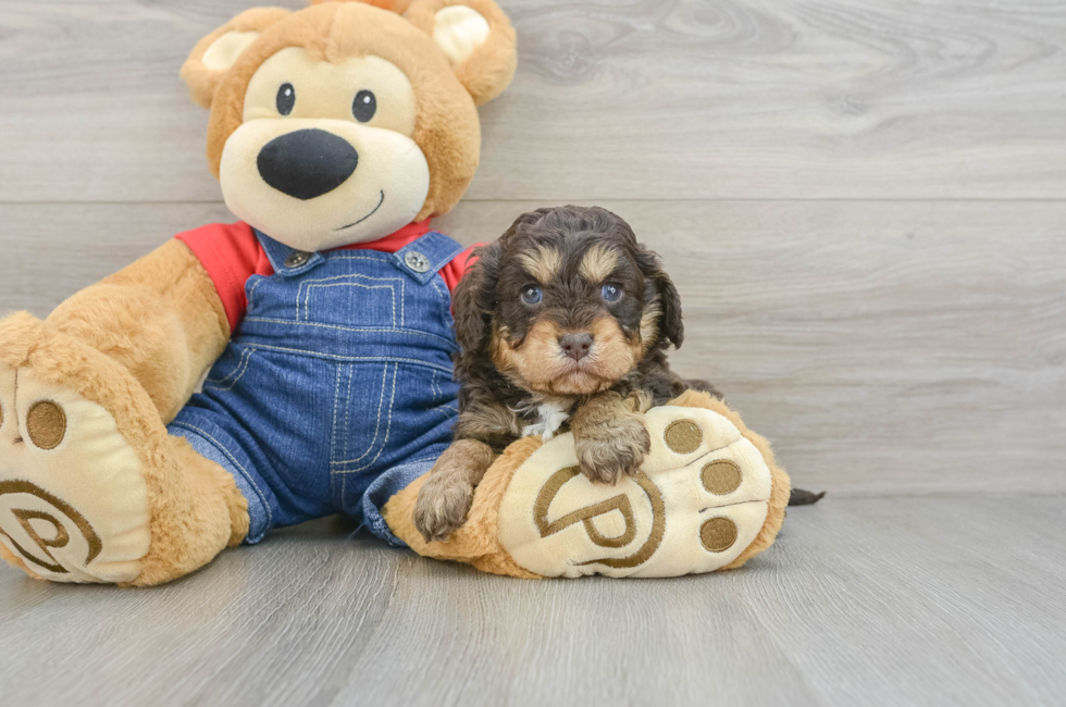 5 week old Cavapoo Puppy For Sale - Puppy Love PR