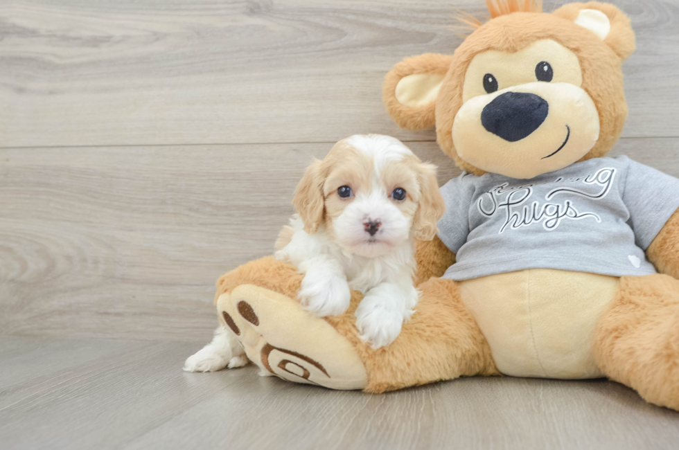 5 week old Cavapoo Puppy For Sale - Puppy Love PR