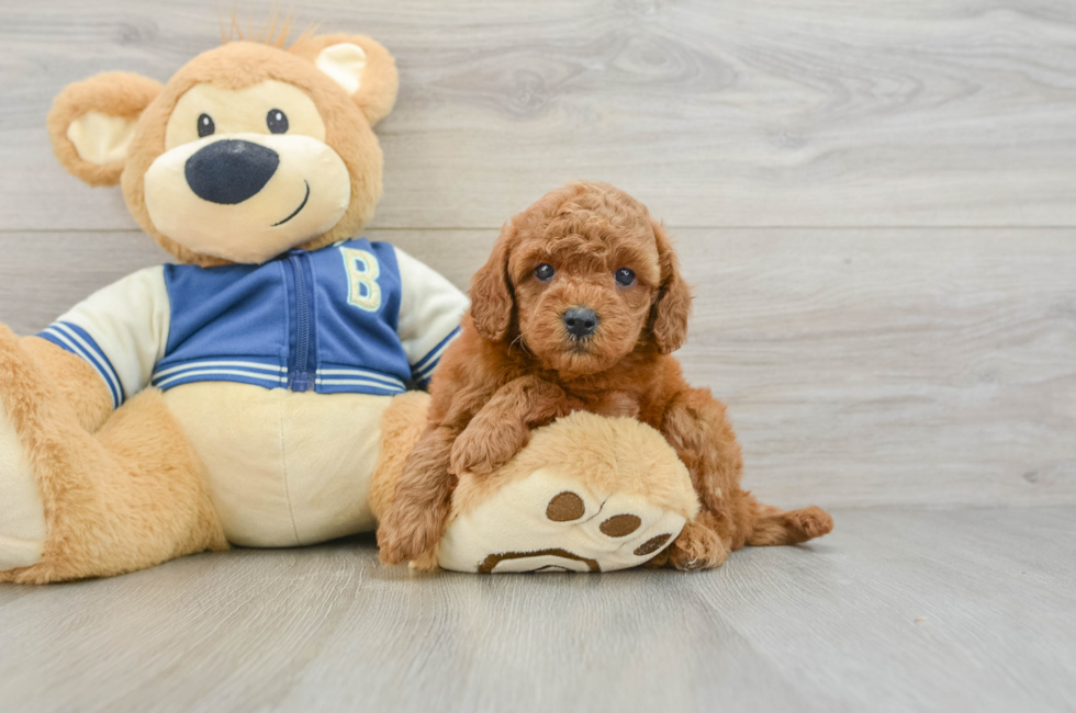 6 week old Cavapoo Puppy For Sale - Puppy Love PR
