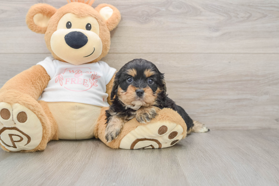 Cavapoo Pup Being Cute