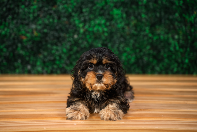 Cavapoo Puppy for Adoption
