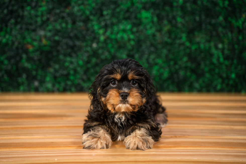 Cavapoo Puppy for Adoption