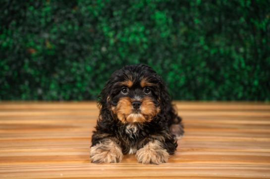 Cavapoo Puppy for Adoption