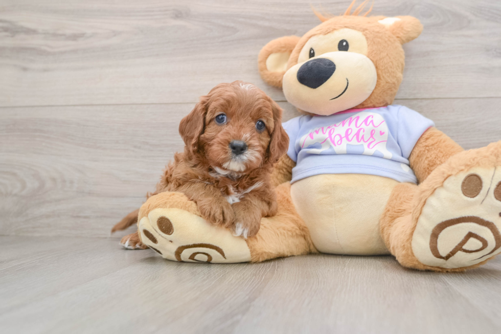 Playful Cavapoodle Poodle Mix Puppy
