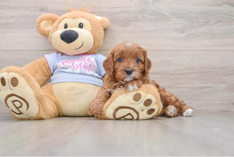 Best Cavapoo Baby