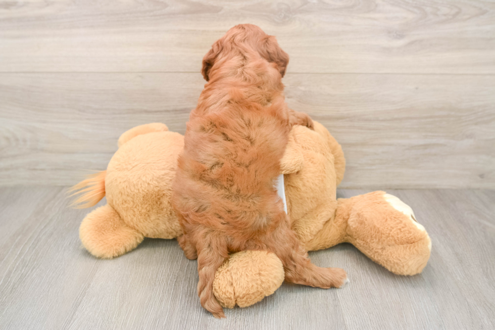 Cavapoo Pup Being Cute