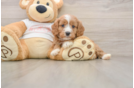Hypoallergenic Cavadoodle Poodle Mix Puppy